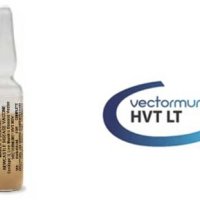 imagen_VECTORMUNE® HVT LT imagen_VECTORMUNE® HVT LT